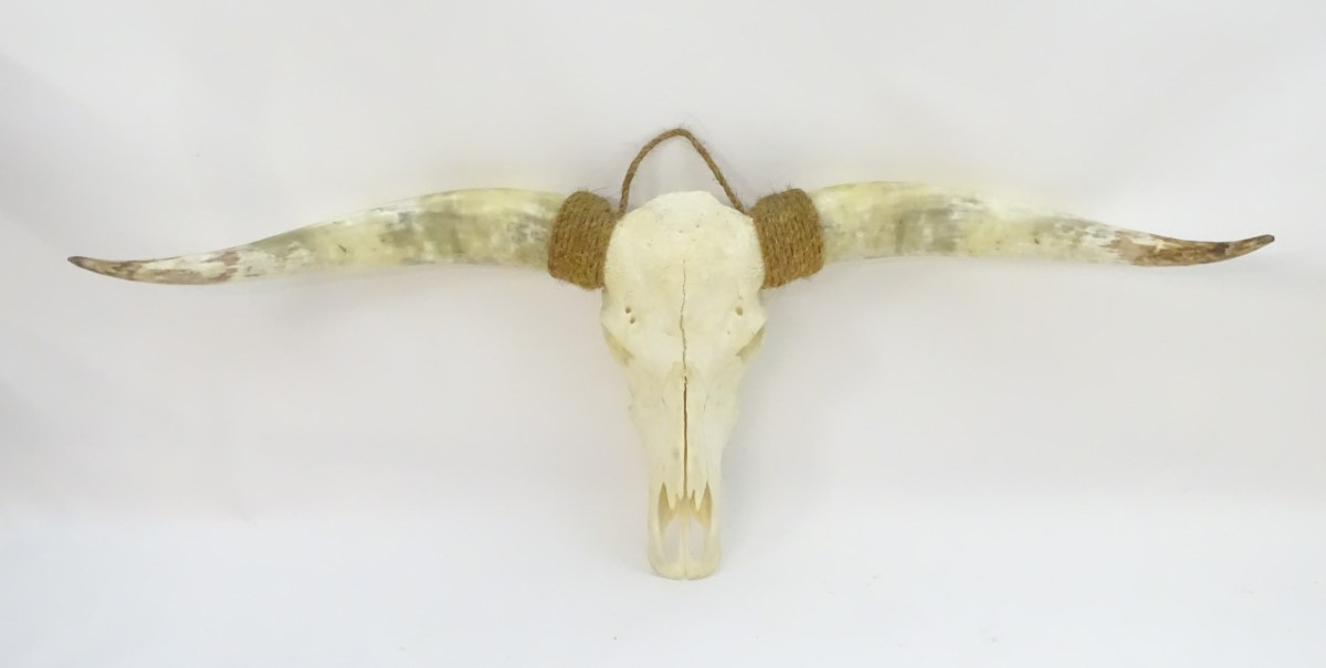 Taxidermy: a mid 20thC skull mount of a Texas Longhorn heifer, with rope hanger, - Image 4 of 10