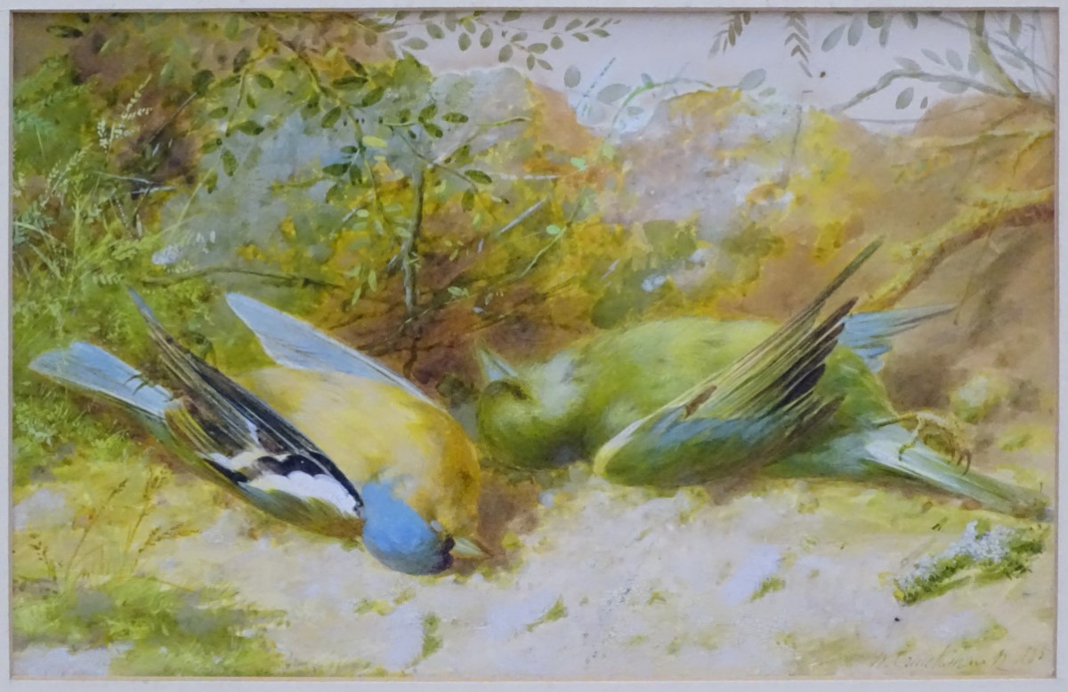 After N Cruikshank 1865, Coloured print, A Chaffinch & a Greenfinch, - Image 2 of 4