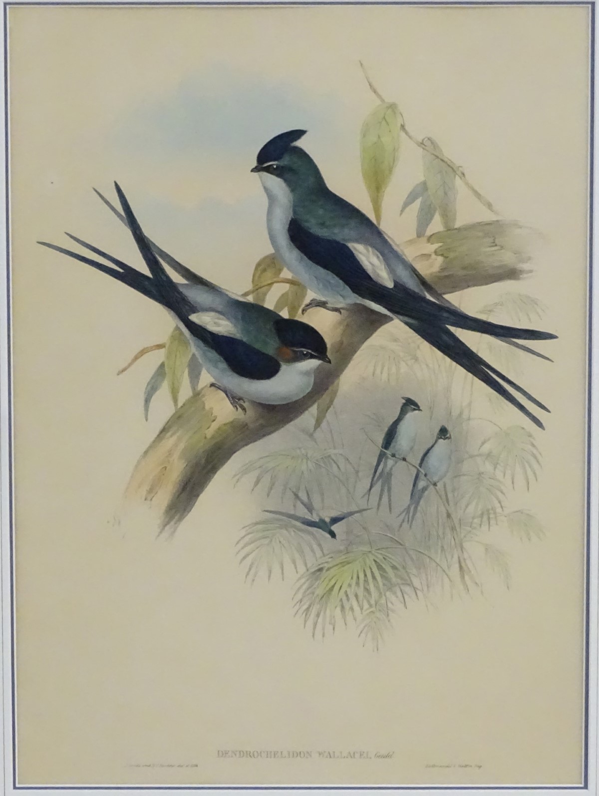 After John Gould (1804-1881), Hand coloured lithograph, - Image 4 of 6