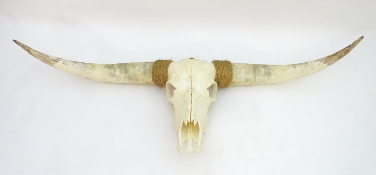 Taxidermy: a mid 20thC skull mount of a Texas Longhorn heifer, with rope hanger, - Image 10 of 10