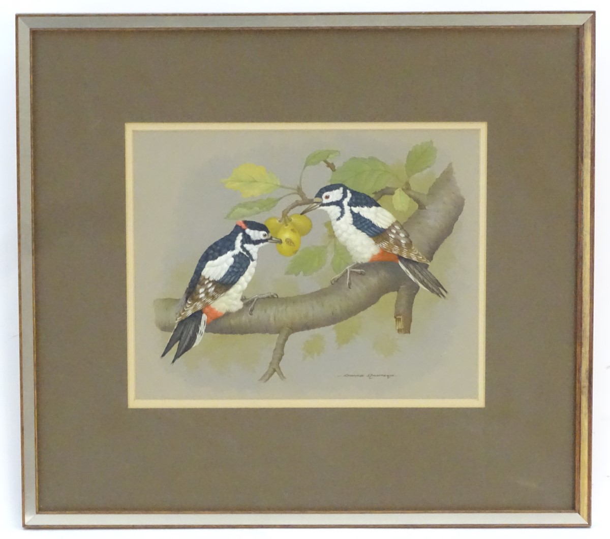 David Andrews, XX, Ornithological School, Watercolour, Great-Spotted Woodpeckers,