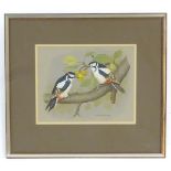 David Andrews, XX, Ornithological School, Watercolour, Great-Spotted Woodpeckers,