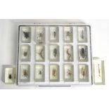 Taxidermy: an assortment of beetles, moths, flies, spiders within resin block mounts,