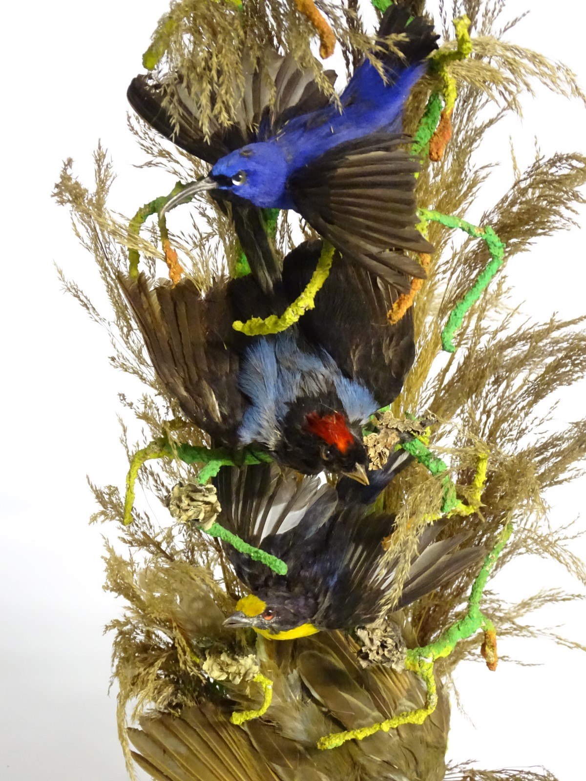 Taxidermy: a pair of 19thC circular diorama mounts of hummingbirds, - Image 9 of 11