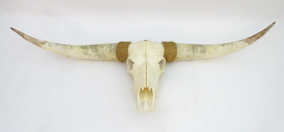 Taxidermy: a mid 20thC skull mount of a Texas Longhorn heifer, with rope hanger, - Image 9 of 10