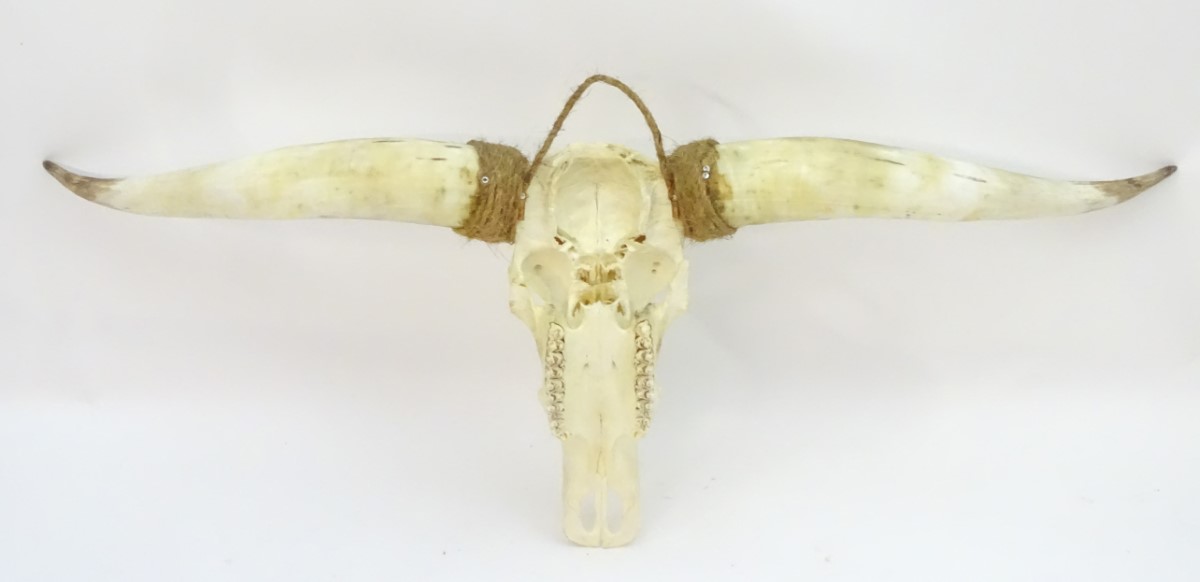 Taxidermy: a mid 20thC skull mount of a Texas Longhorn heifer, with rope hanger, - Image 2 of 10