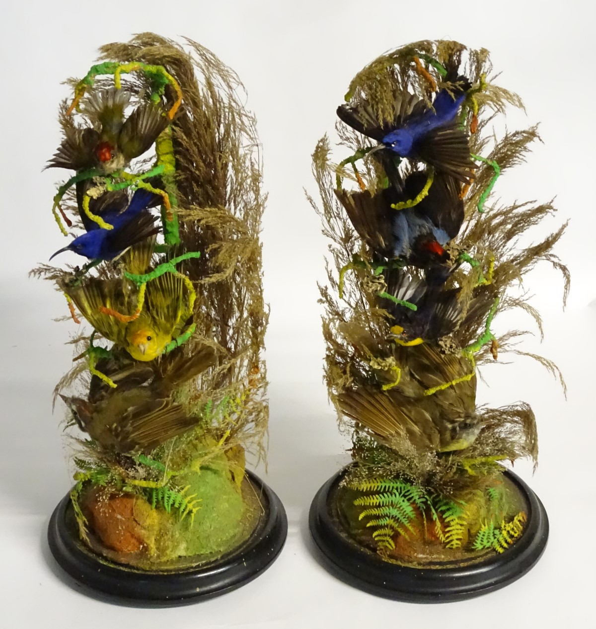 Taxidermy: a pair of 19thC circular diorama mounts of hummingbirds, - Image 10 of 11