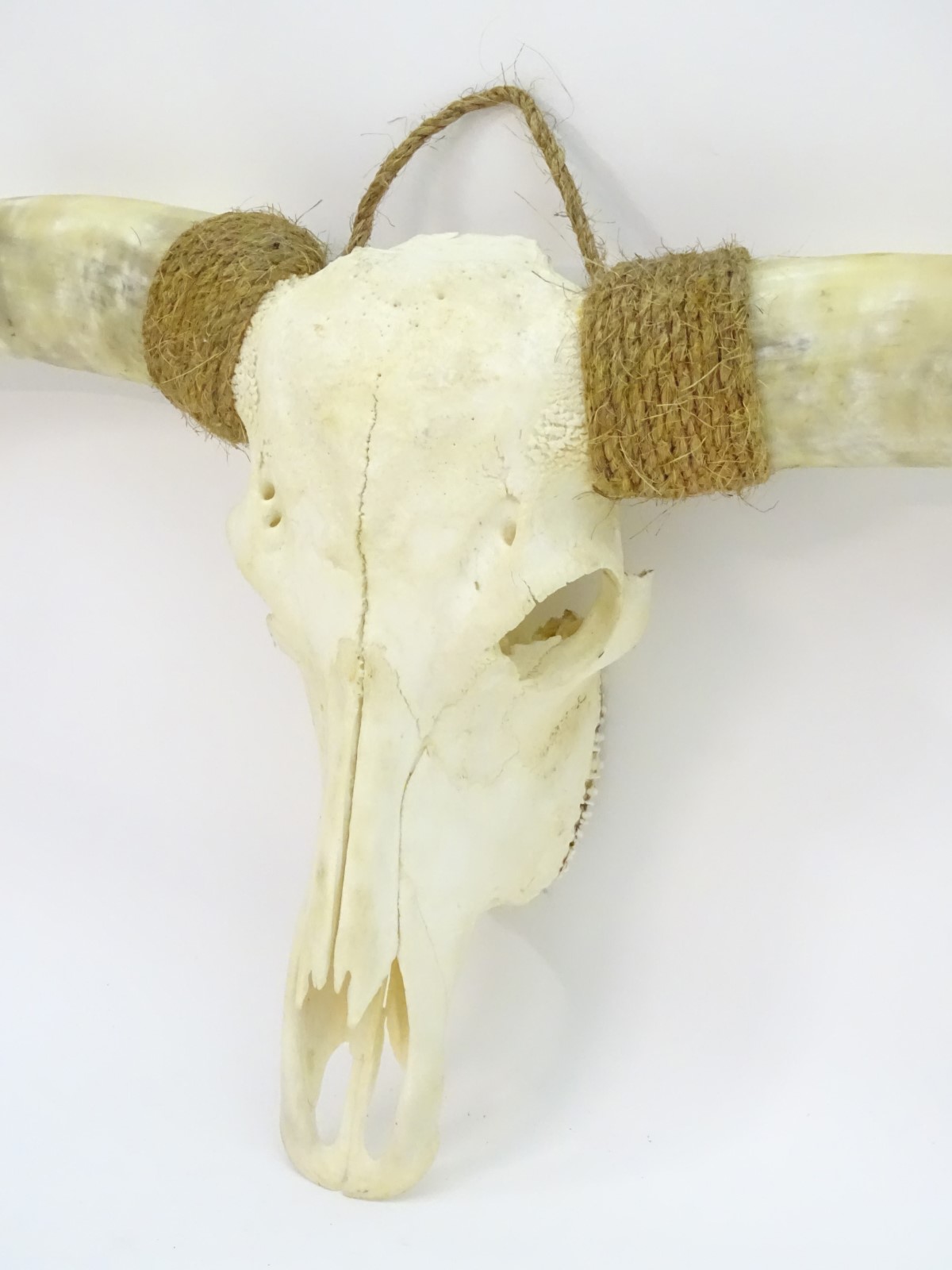 Taxidermy: a mid 20thC skull mount of a Texas Longhorn heifer, with rope hanger, - Image 8 of 10