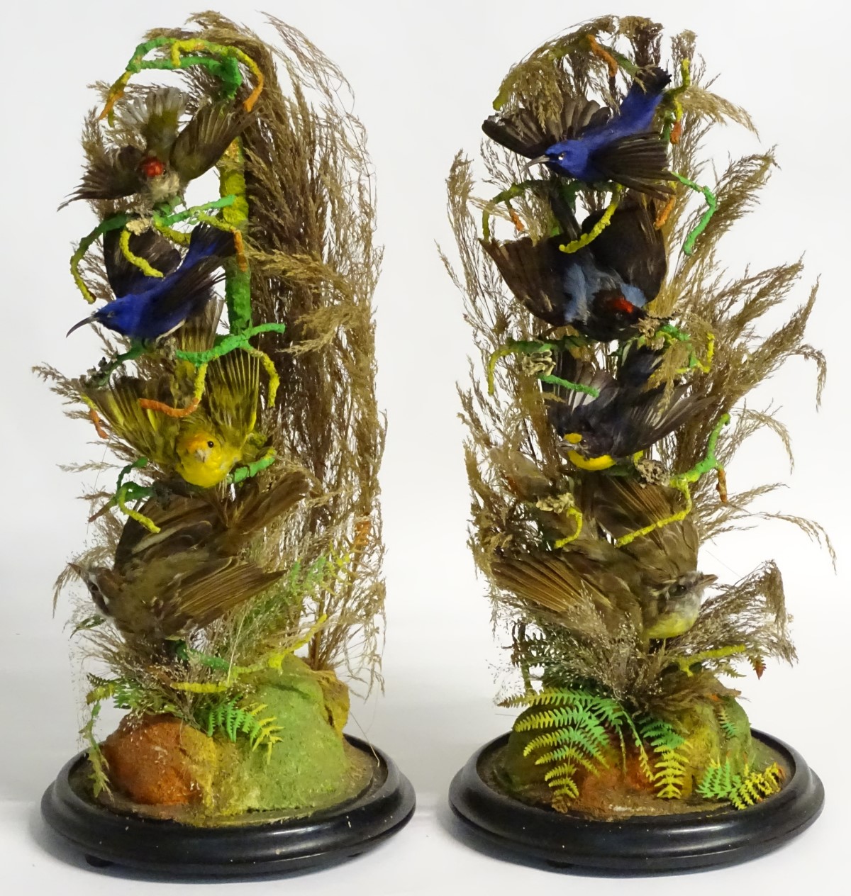 Taxidermy: a pair of 19thC circular diorama mounts of hummingbirds, - Image 11 of 11
