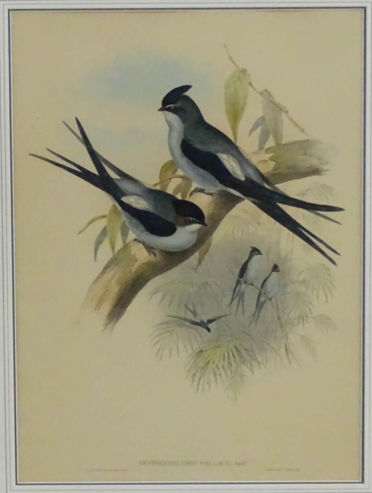 After John Gould (1804-1881), Hand coloured lithograph, - Image 3 of 6