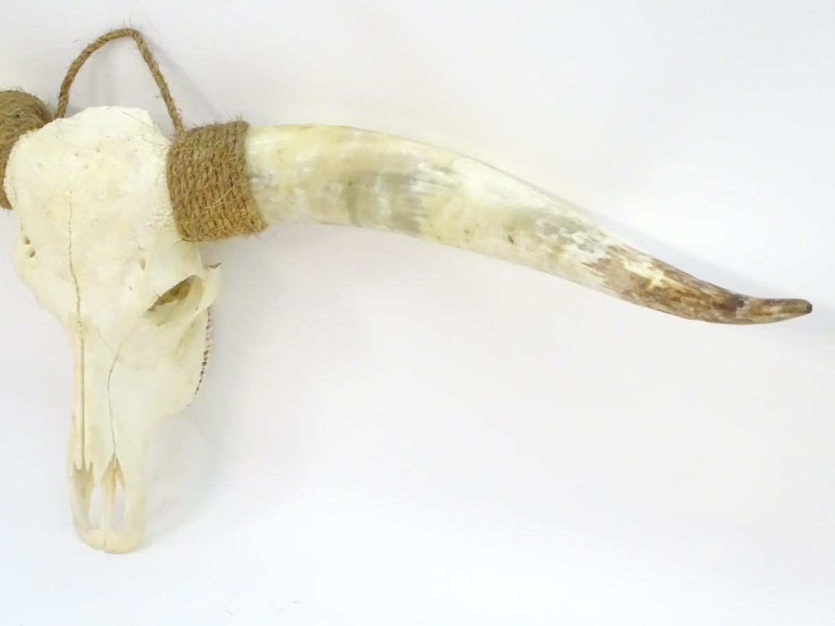 Taxidermy: a mid 20thC skull mount of a Texas Longhorn heifer, with rope hanger, - Image 7 of 10