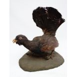 Taxidermy : a Scottish Western Capercaille Cock bird ( Tetrao Urogallus ).