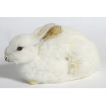 Taxidermy: a late 20thC mount of a seated juvenile albino Rabbit (Sciurus carolinensis),