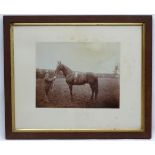 Equestrian: A framed c1900 sepia photograph of a thoroughbred racehorse stallion with groom,