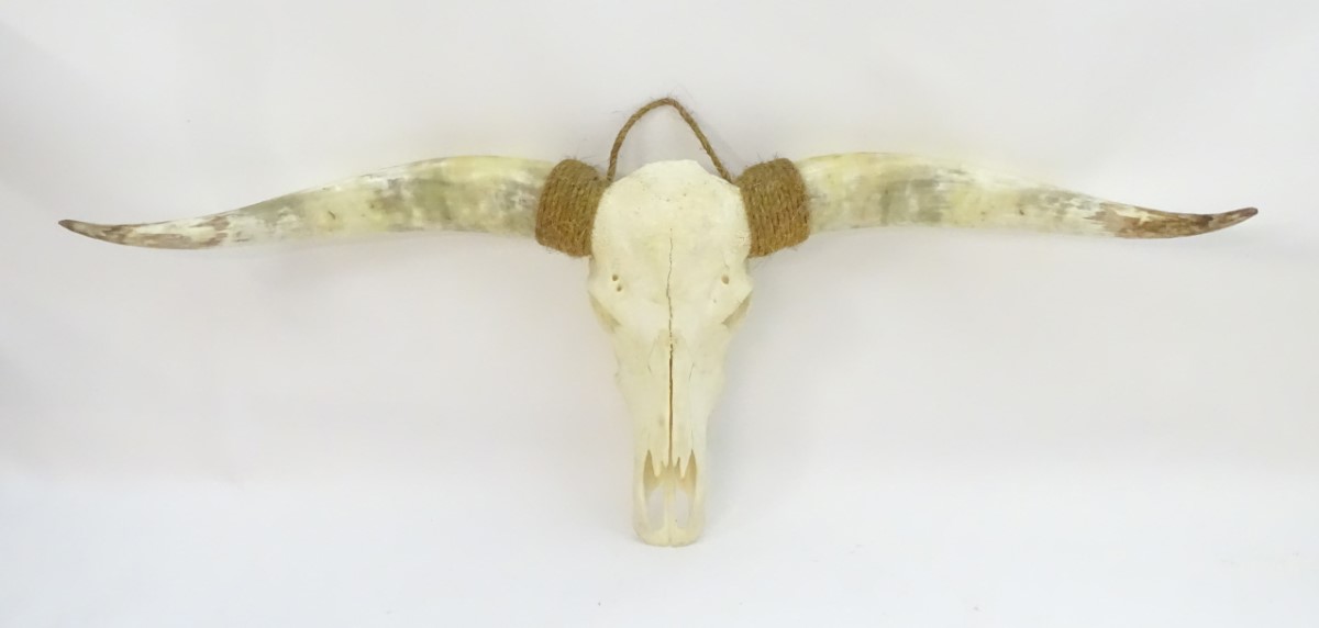 Taxidermy: a mid 20thC skull mount of a Texas Longhorn heifer, with rope hanger, - Image 3 of 10