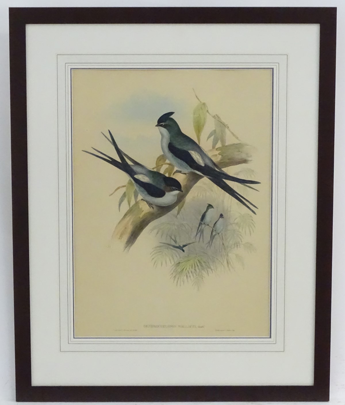 After John Gould (1804-1881), Hand coloured lithograph,