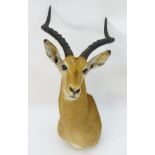 Taxidermy: a mid 20thC head mount of an Impala (Aepyceros Melampus), 13" wide, 30" tall,
