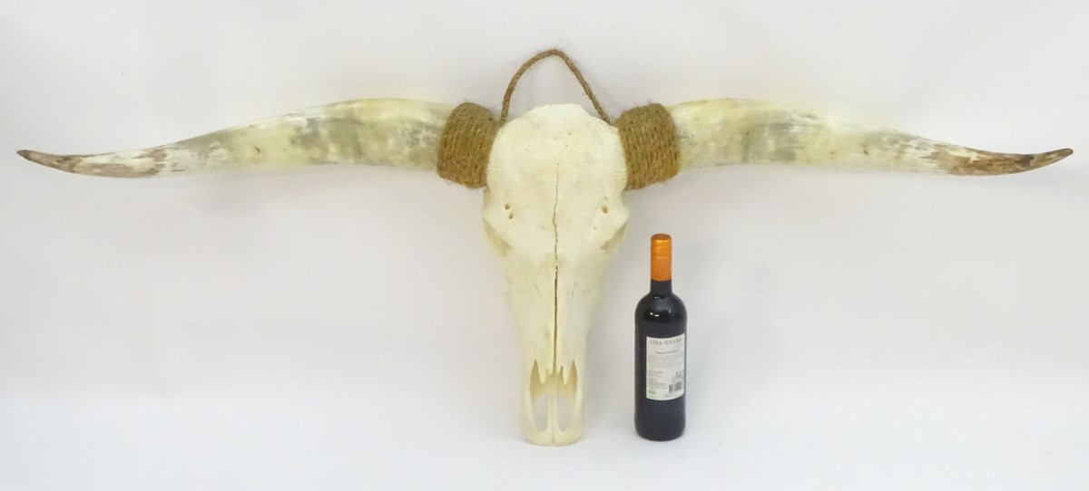 Taxidermy: a mid 20thC skull mount of a Texas Longhorn heifer, with rope hanger, - Image 6 of 10