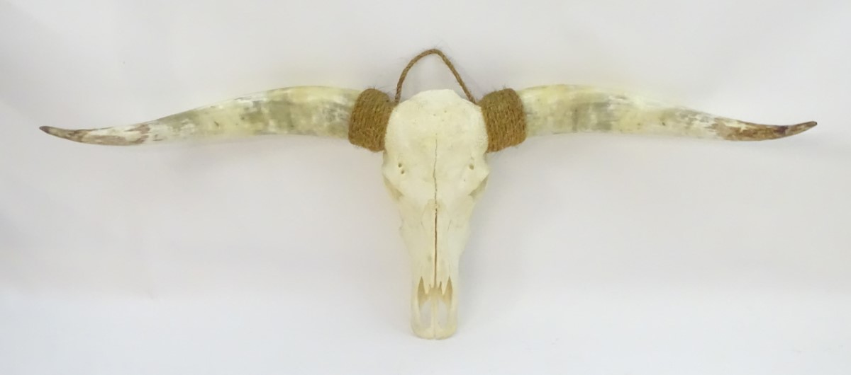 Taxidermy: a mid 20thC skull mount of a Texas Longhorn heifer, with rope hanger,