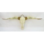 Taxidermy: a mid 20thC skull mount of a Texas Longhorn heifer, with rope hanger,