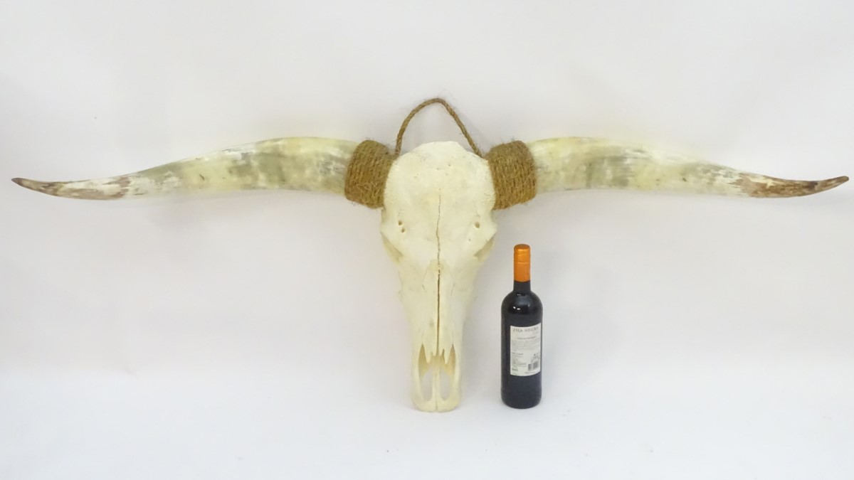 Taxidermy: a mid 20thC skull mount of a Texas Longhorn heifer, with rope hanger, - Image 5 of 10