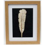 Taxidermy : A Vankovs (XX-) , Antler Art, A carved feather ,