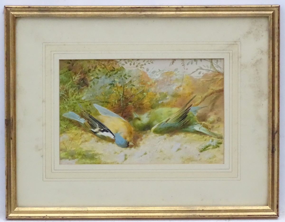 After N Cruikshank 1865, Coloured print, A Chaffinch & a Greenfinch,