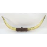 Taxidermy: a 20thC mount of Longhorn bull horns,