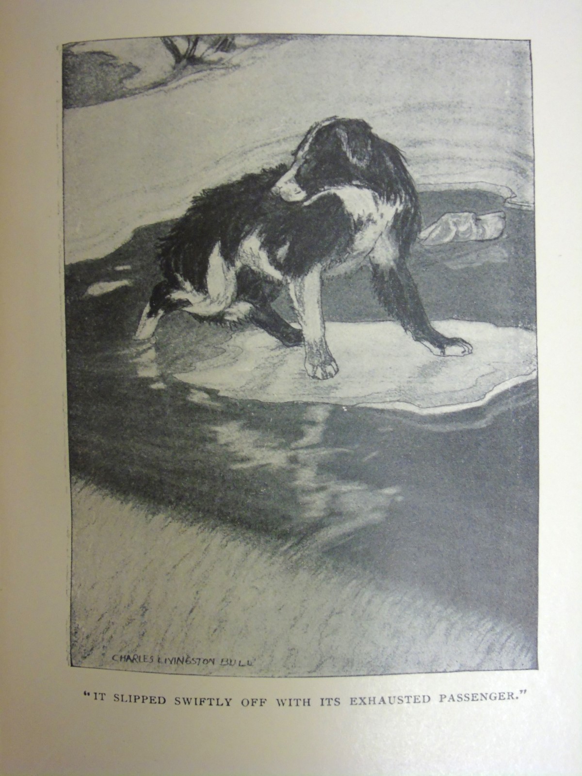 Book: " Red Fox " by Charles G.D. Roberts, published by Duckworth & Co. - Image 2 of 7