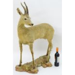 Taxidermy: an early 20thC continental full mount of a Roebuck (Capreolus Capreolus),