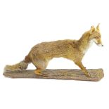 Taxidermy: an early 20thC full mount of a Red Fox (Vulpes Vulpes), upon a pine log, 43" long,