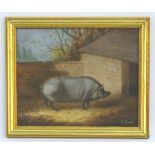 Attrib. J Box, XX, Oil on canvas laid on board, A portrait of a prize pig in a sty. Signed lower