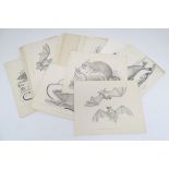 A quantity of late 19thC monochrome lithographic and lithotint plates depicting animals. Some