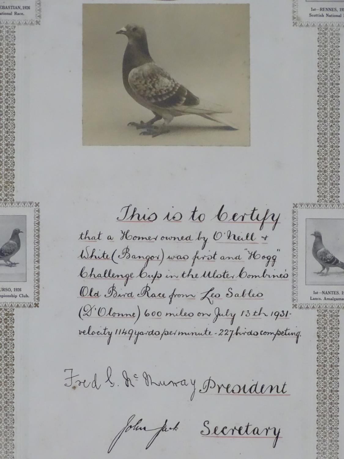 Two framed Pigeon Racing winner's certificates, pertaining to the 'Ulster Combine's Old Bird - Image 9 of 13