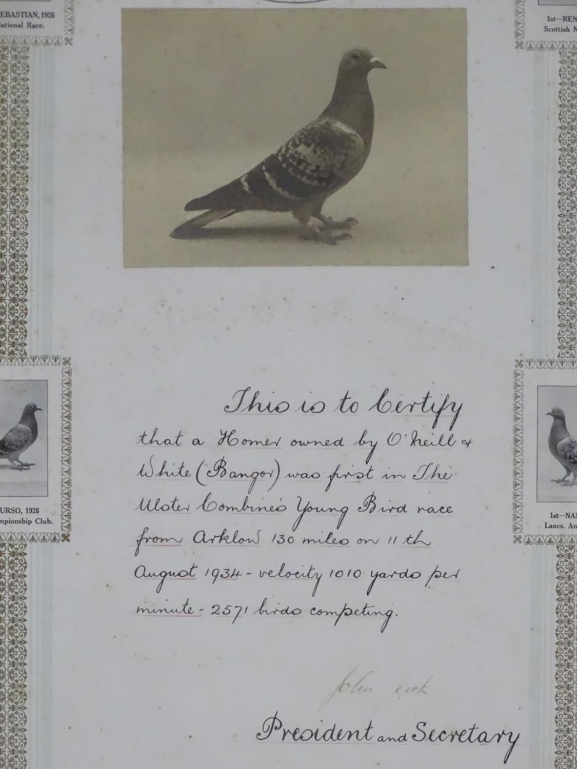 Two framed Pigeon Racing winner's certificates, pertaining to the 'Ulster Combine's Old Bird - Image 12 of 13