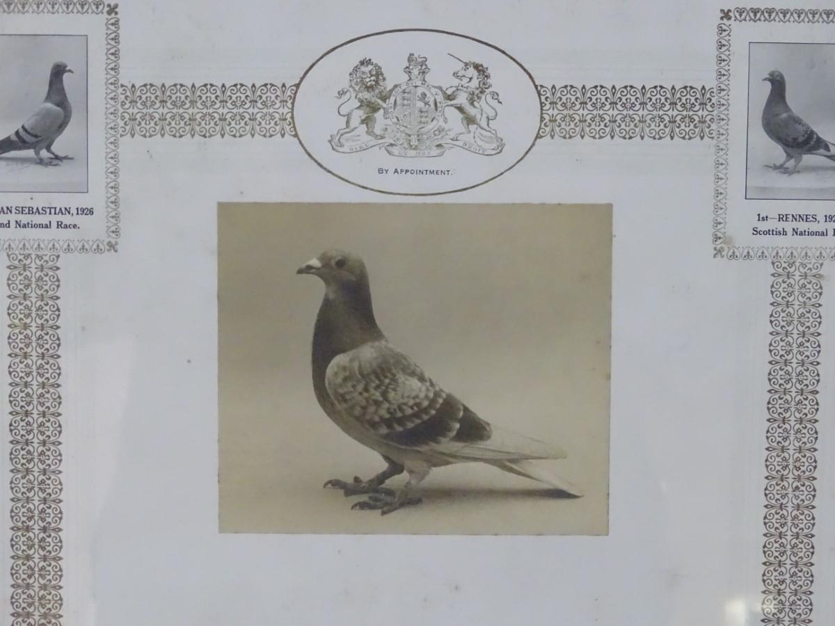 Two framed Pigeon Racing winner's certificates, pertaining to the 'Ulster Combine's Old Bird - Image 2 of 13