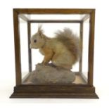 Taxidermy: an Edwardian, later cased mount of a Red Squirrel (Sciurus Vulgaris), posed crouching