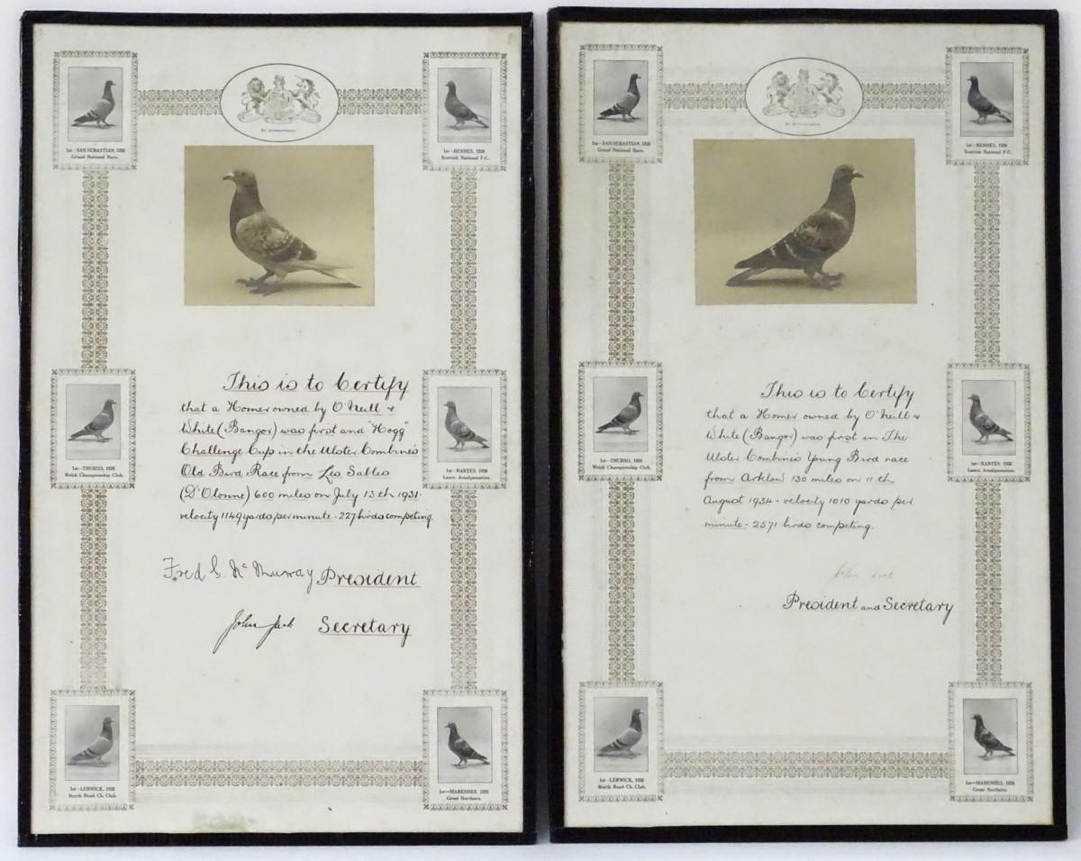 Two framed Pigeon Racing winner's certificates, pertaining to the 'Ulster Combine's Old Bird