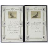 Two framed Pigeon Racing winner's certificates, pertaining to the 'Ulster Combine's Old Bird