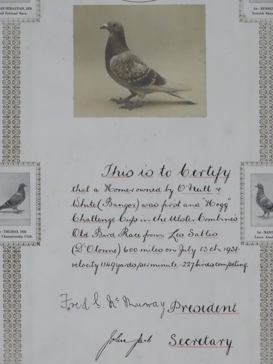 Two framed Pigeon Racing winner's certificates, pertaining to the 'Ulster Combine's Old Bird - Image 11 of 13