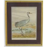 After V. Cioni, Hand coloured lithograph, The Common Crane (Grus grus), also known as the Eurasian