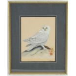 P Quinlan, XX, Ornithological School, Watercolour and gouache, A study of a snowy owl. Signed