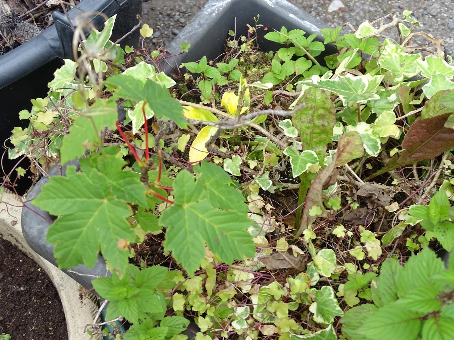 4 assorted garden pots with plants including ceanothus, walnut, ivy etc Please Note - we do not make - Image 10 of 10