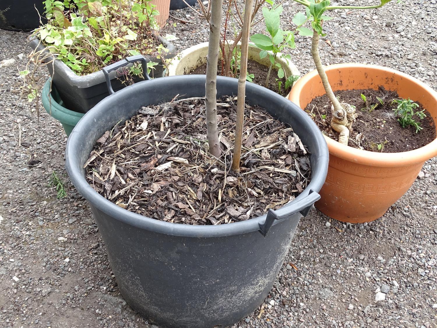 4 assorted garden pots with plants including ceanothus, walnut, ivy etc Please Note - we do not make - Image 4 of 10