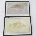 2 Pictures of fish 'Sea Perch' and 'Chromid' Please Note - we do not make reference to the condition