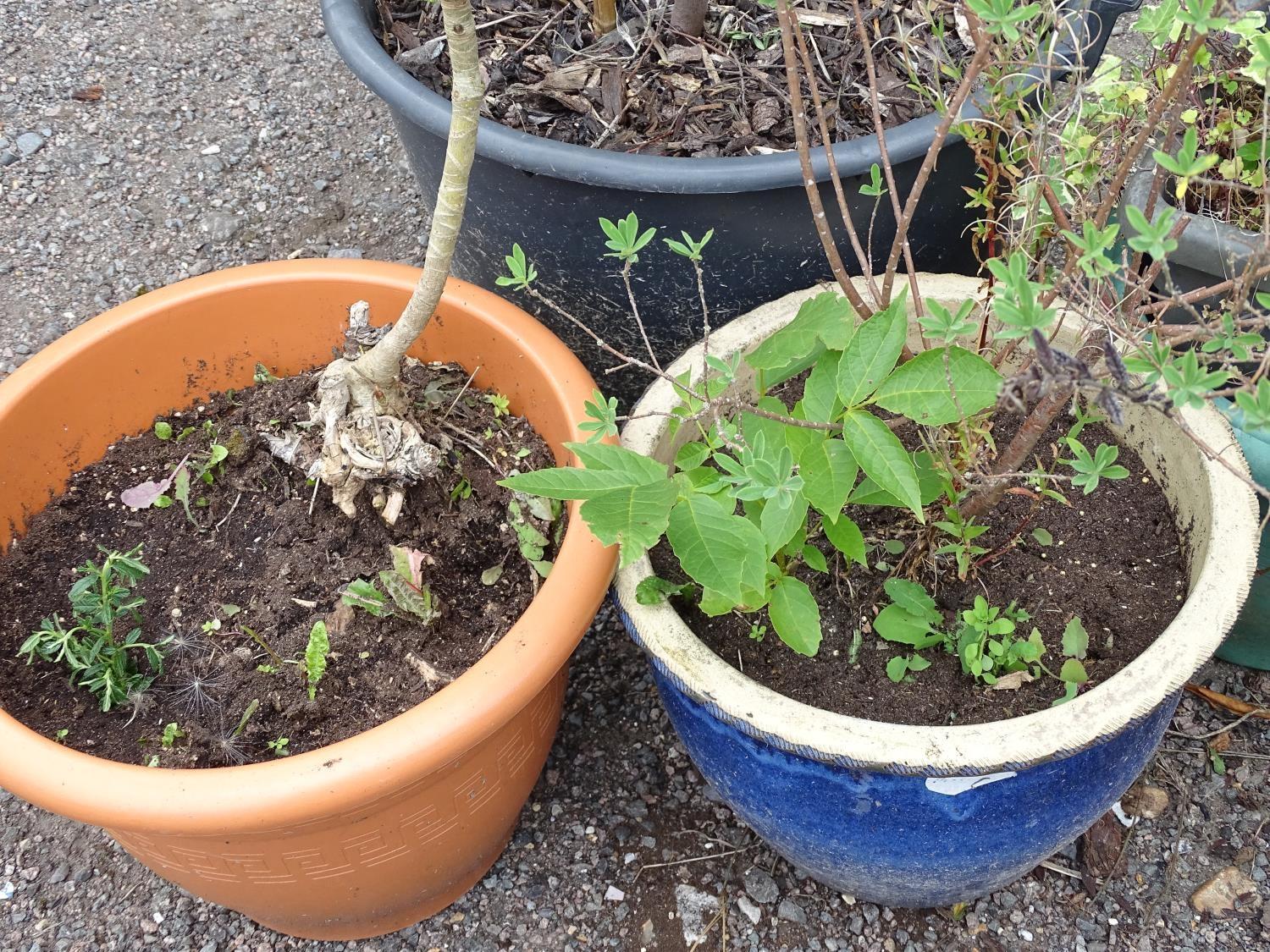 4 assorted garden pots with plants including ceanothus, walnut, ivy etc Please Note - we do not make - Image 6 of 10