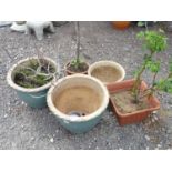 5 assorted ceramic pots with Rose bush, bay tree etc Please Note - we do not make reference to the