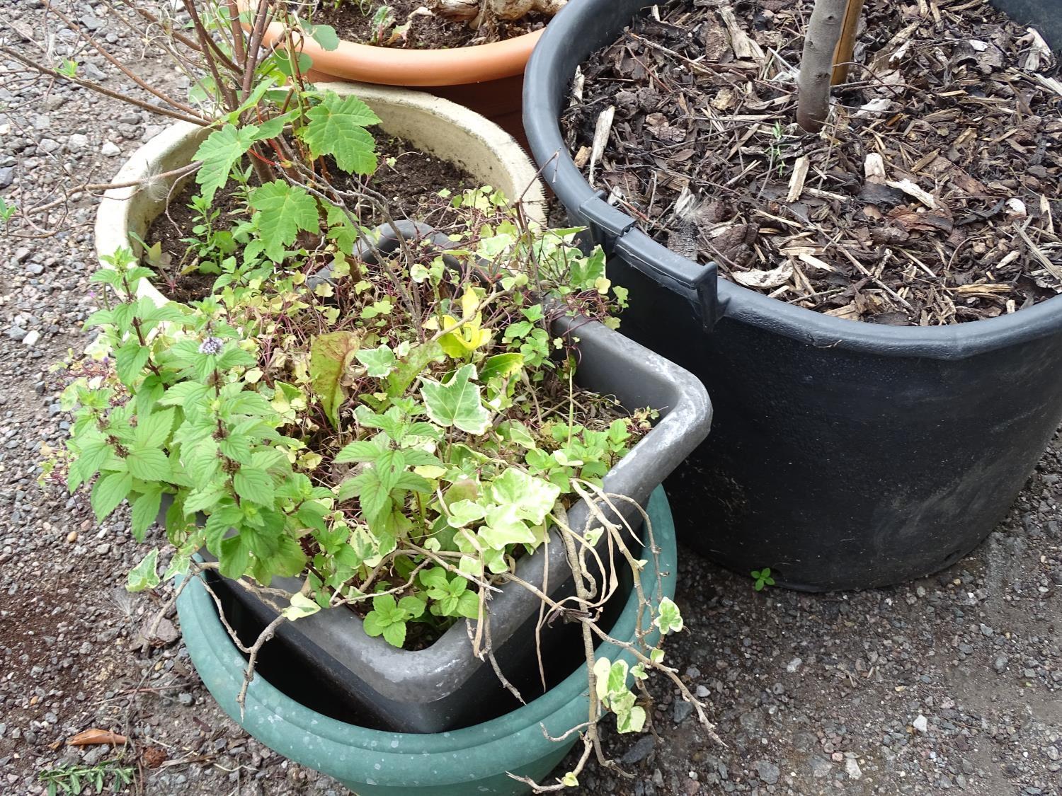 4 assorted garden pots with plants including ceanothus, walnut, ivy etc Please Note - we do not make - Image 5 of 10