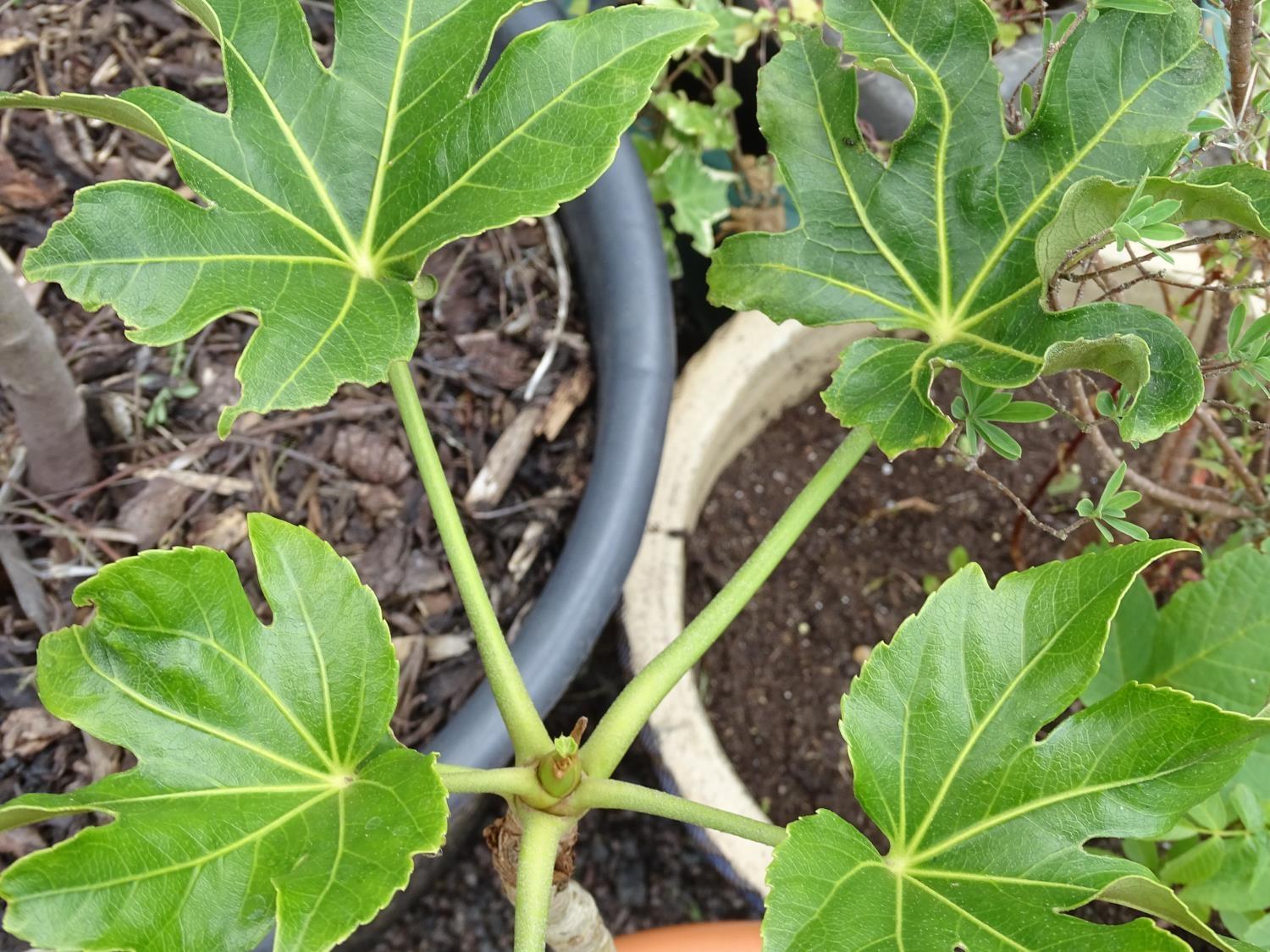 4 assorted garden pots with plants including ceanothus, walnut, ivy etc Please Note - we do not make - Image 9 of 10