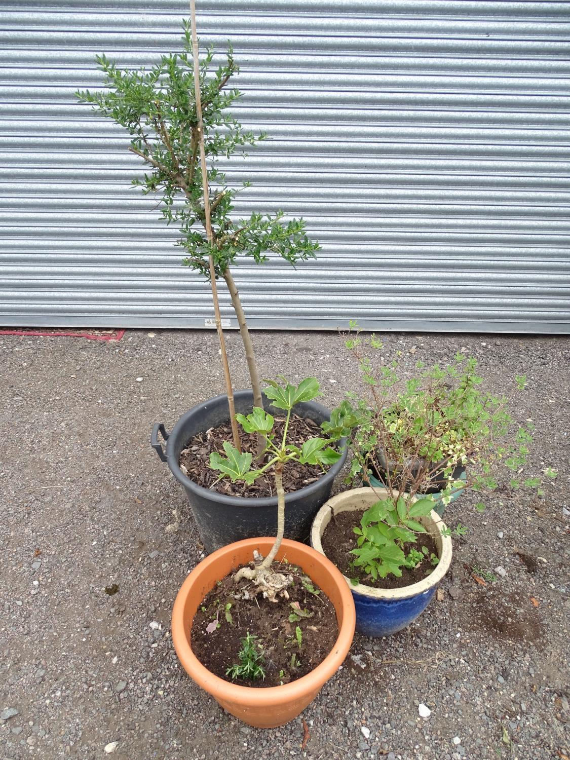 4 assorted garden pots with plants including ceanothus, walnut, ivy etc Please Note - we do not make